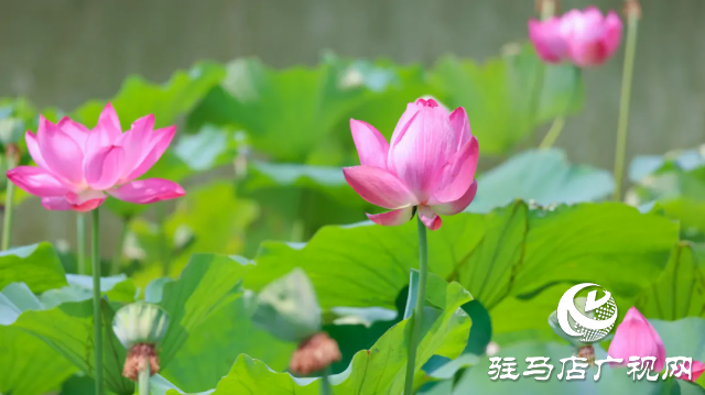 汝南：“荷”你相约 美在当“夏”