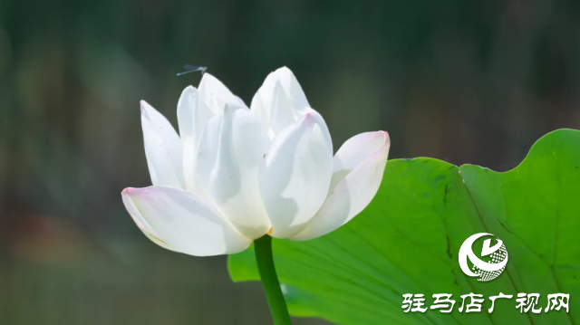 汝南：“荷”你相约 美在当“夏”