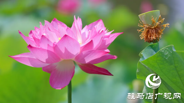 汝南：“荷”你相约 美在当“夏”