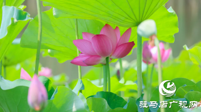 汝南：“荷”你相约 美在当“夏”