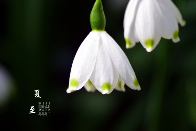夏至后暑热为盛 护心养阳正当时