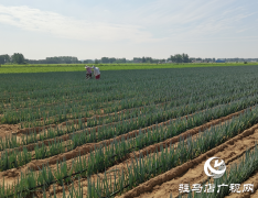 遂平县褚堂街道屈庄村：乡村振兴“葱”力十足