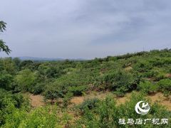 泌阳县马谷田镇河南村：强化党建引领 推进乡村振兴