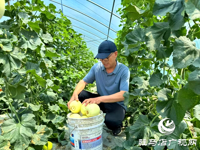 新蔡：甜蜜“果篮子”鼓起村民“钱袋子”