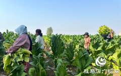 泌阳县郭集镇：“绿叶”变“金叶” 烟农烤烟忙