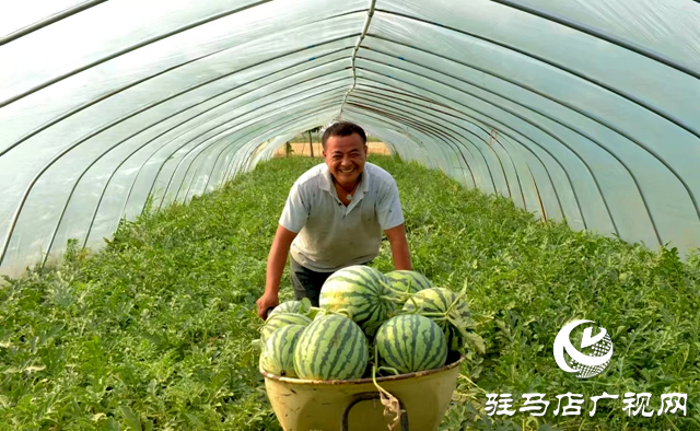 新蔡：甜蜜“果篮子”鼓起村民“钱袋子”