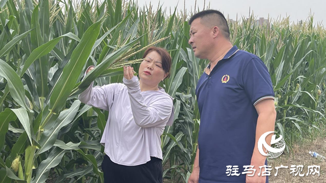 夏管正当时 驻马店农技专家现场把脉支招农田管理