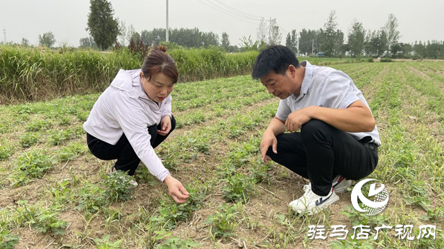 夏管正当时 驻马店农技专家现场把脉支招农田管理