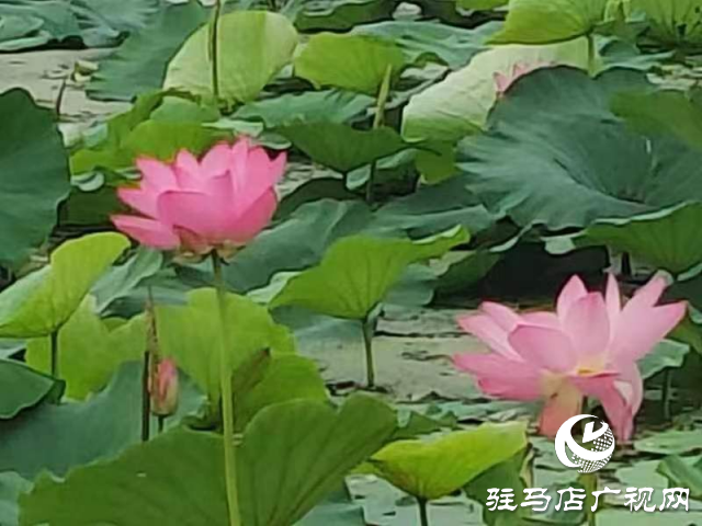 新蔡县顿岗乡：荷花映日风情美 碧叶轻摇雅韵