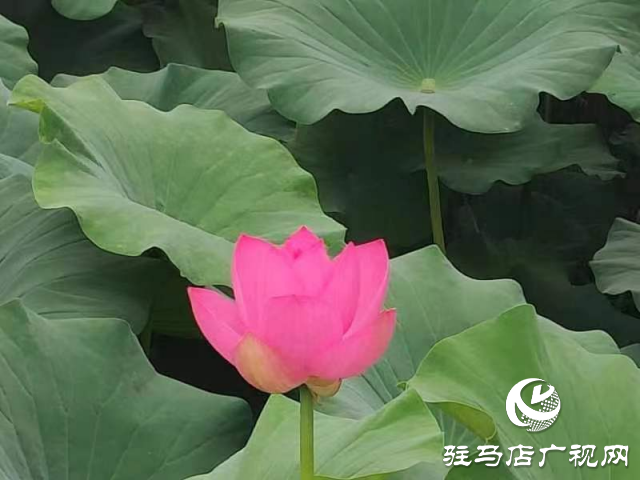 新蔡县顿岗乡：荷花映日风情美 碧叶轻摇雅韵