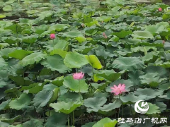 荷花映日风情美 碧叶轻摇雅韵