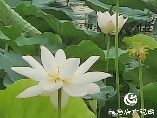 新蔡县顿岗乡：荷花映日风情美 碧叶轻摇雅韵