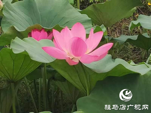 新蔡县顿岗乡：荷花映日风情美 碧叶轻摇雅韵