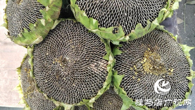 向日葵盘新鲜上市 吸引市民尝鲜
