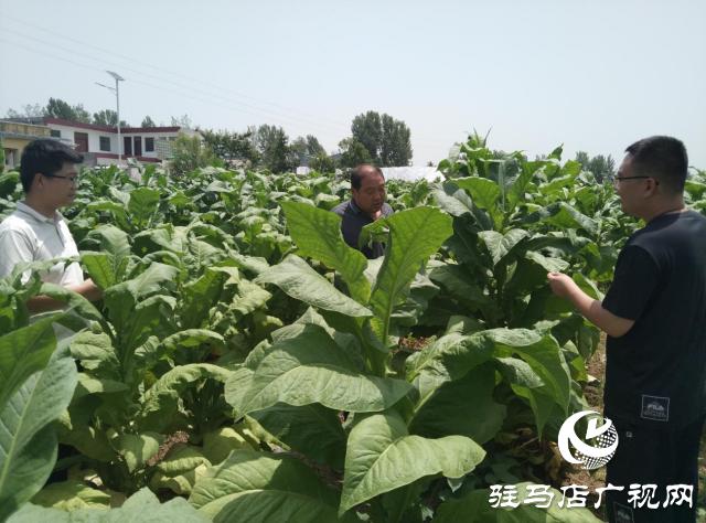 泌阳县泰山庙镇：烟叶丰收季 烟农笑开颜