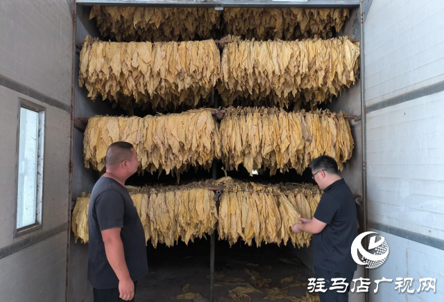 泌阳县泰山庙镇：烟叶丰收季 烟农笑开颜