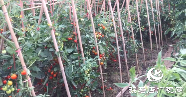 驿城区九合山庄共享农场：远离城市喧嚣 乐享田园生活