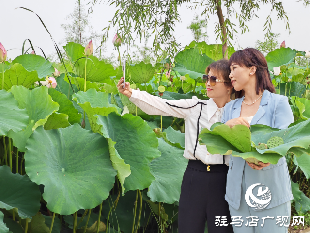 平舆县杨埠镇陈凡村:大力发展“莲经济”让小小莲子成为乡村振兴的大产业