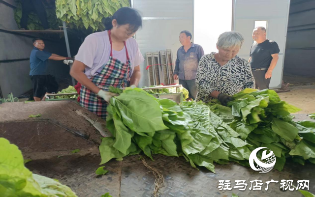 泌阳县盘古乡:烤烟长势旺 烟农“赶烤”忙