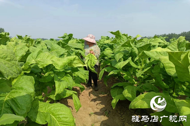 泌阳县盘古乡:烤烟长势旺 烟农“赶烤”忙
