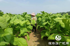 泌阳县盘古乡：烤烟长势旺 烟农“赶烤”忙