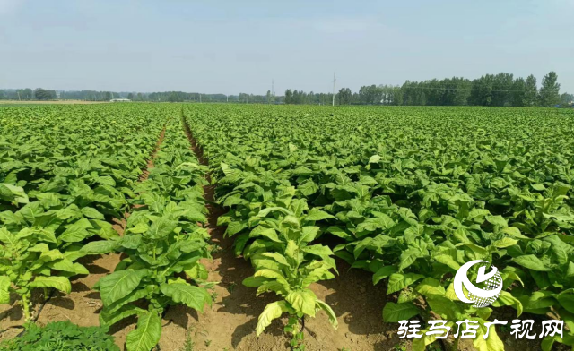 泌阳县盘古乡:烤烟长势旺 烟农“赶烤”忙