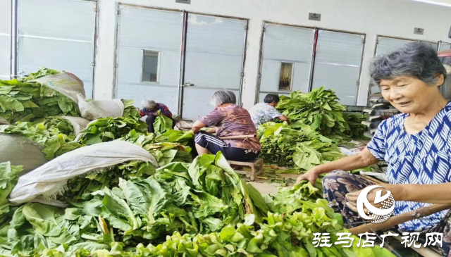 泌阳县盘古乡:烤烟长势旺 烟农“赶烤”忙