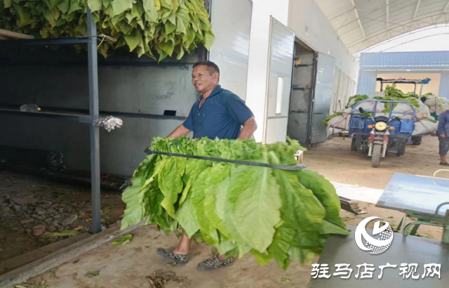 泌阳县盘古乡:烤烟长势旺 烟农“赶烤”忙