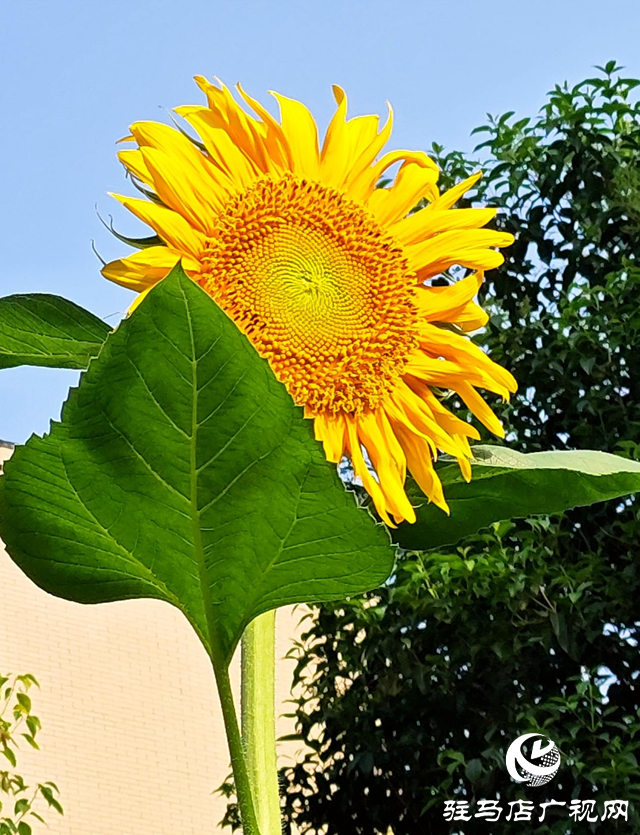 诗歌《信念在阳光里开花》