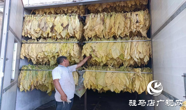 泌阳县盘古乡:烤烟长势旺 烟农“赶烤”忙