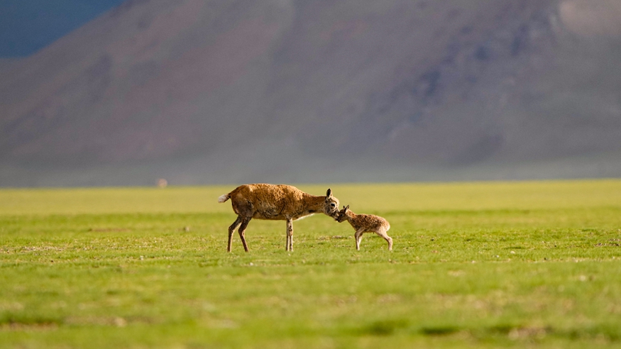 羌塘草原孕育“新希望”