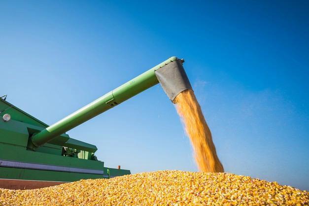 小麦增储收购稳定市场预期