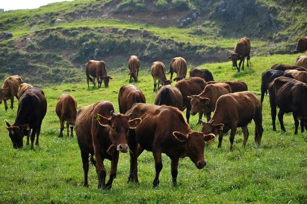 正阳县熊寨镇：牵住“牛鼻子” 开启致富路