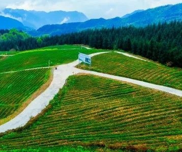 汝南县张楼镇庙东村：党建引领聚合力 产业发展促振兴