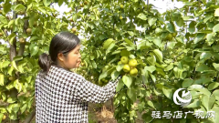 正阳县慎水乡大邹寨村：“林上林下”生态发展 拓宽群众增收致富路