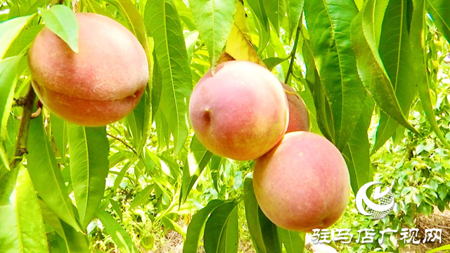 正阳县慎水乡大邹寨村：“林上林下”生态发展 拓宽群众增收致富路