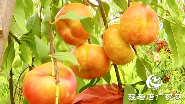 正阳县：“一村一品”特色产业 助推农业增效 农民增收