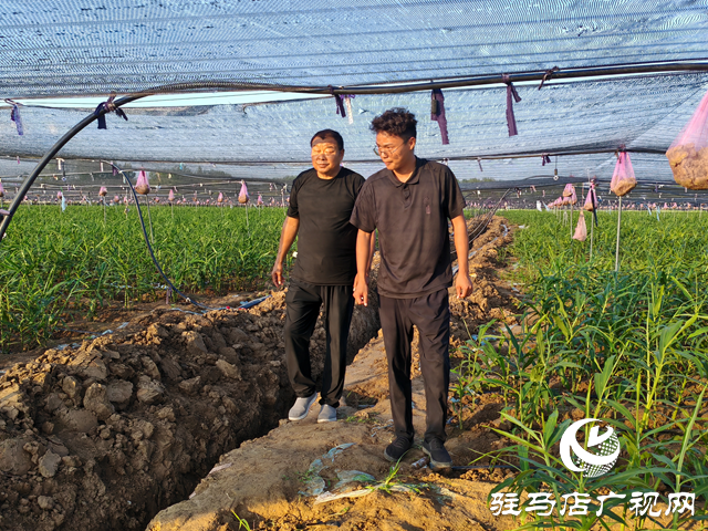 平舆县庙湾镇龙王庙村：二千余亩生姜长势较好 村民致富“姜”来可期
