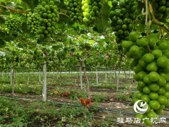 平舆县庙湾镇赵庄村：以“双提升”工程为抓手 促进基层治理能力素质有效提升
