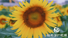 夏日邂逅向日葵