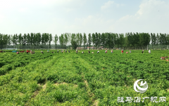 新蔡县弥陀寺乡程小寨村：辣椒产业助增收