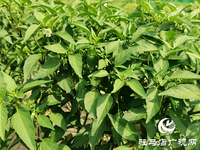 新蔡县弥陀寺乡程小寨村：辣椒产业助增收
