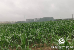 近期驻马店雨水频繁 警惕农田渍涝风险