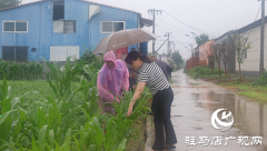 驻马店：大雨来袭 农技人员一线“把脉”支招
