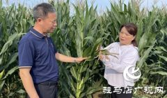  驻马店：农技人员深入田间地头“开良方” 力保玉米丰产丰收