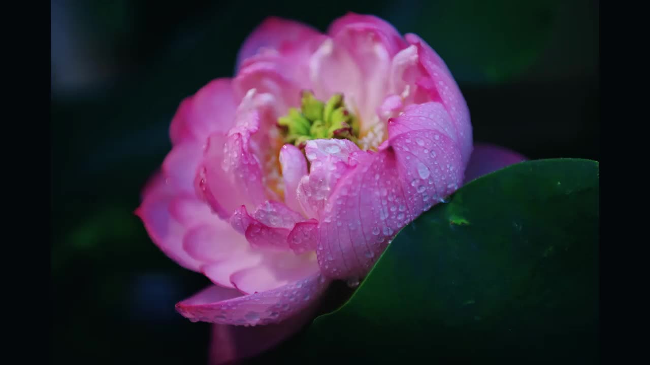 泌阳湿地公园：雨景如画 荷花映雨