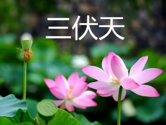 “三伏天”虚寒类疾病患者适合“冬病夏治”
