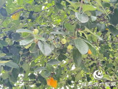游园里的海棠果好看 但不要乱吃