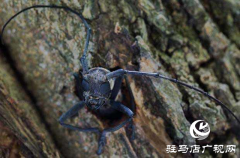 市区骏马路白蜡树遭“天牛”啃食 亟待拯救