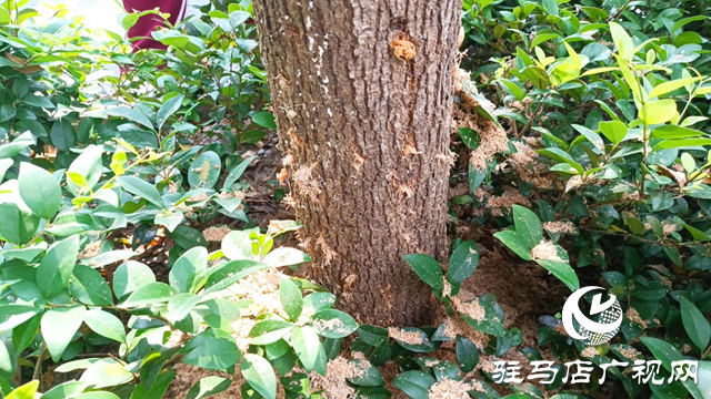 “云斑天牛”肆虐 骏马路白蜡树亟待拯救